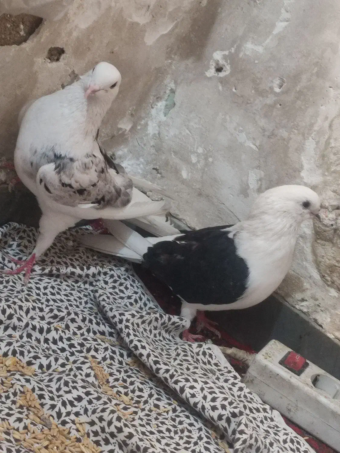 کبوتر دوکت|پرنده|اهواز, شهدای انتظامی|دیوار