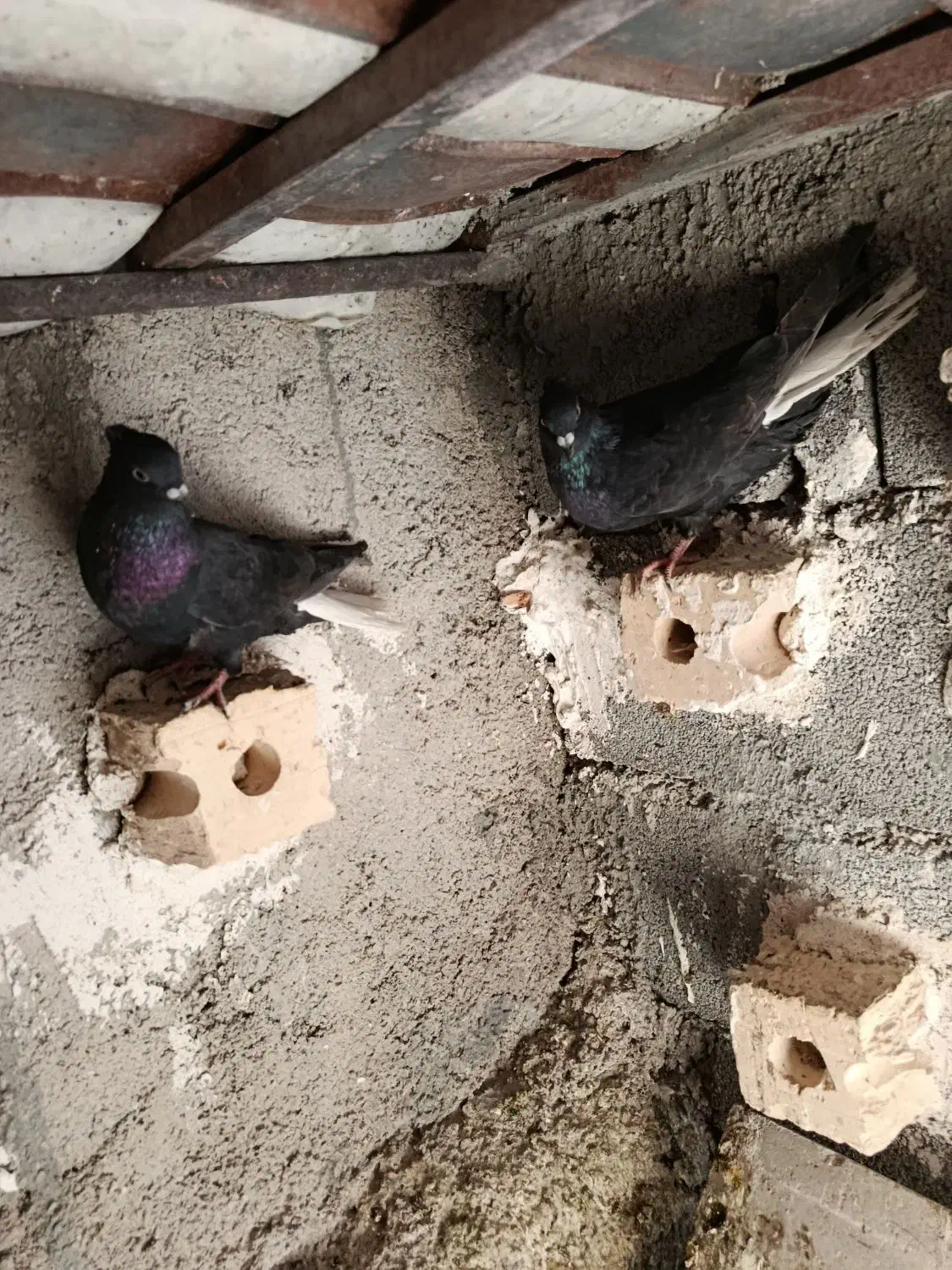 کفتر دمی بهبونی|پرنده|شیراز, دروازه قران|دیوار