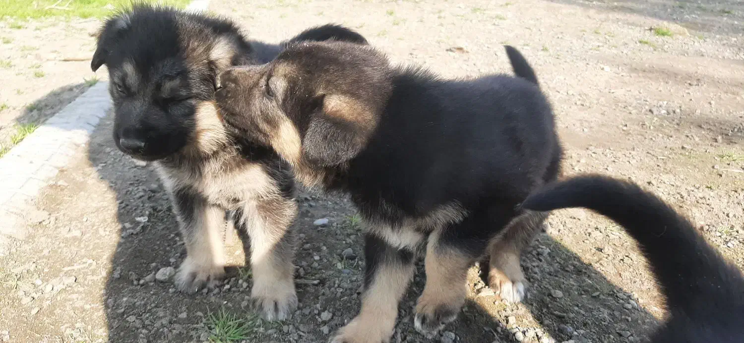 توله سگ شیانلو|سگ|لاهیجان, لیل|دیوار