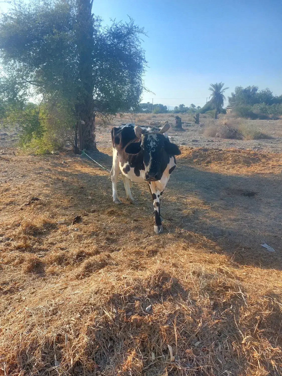 فروش فوری|حیوانات مزرعه|توکهور, |دیوار