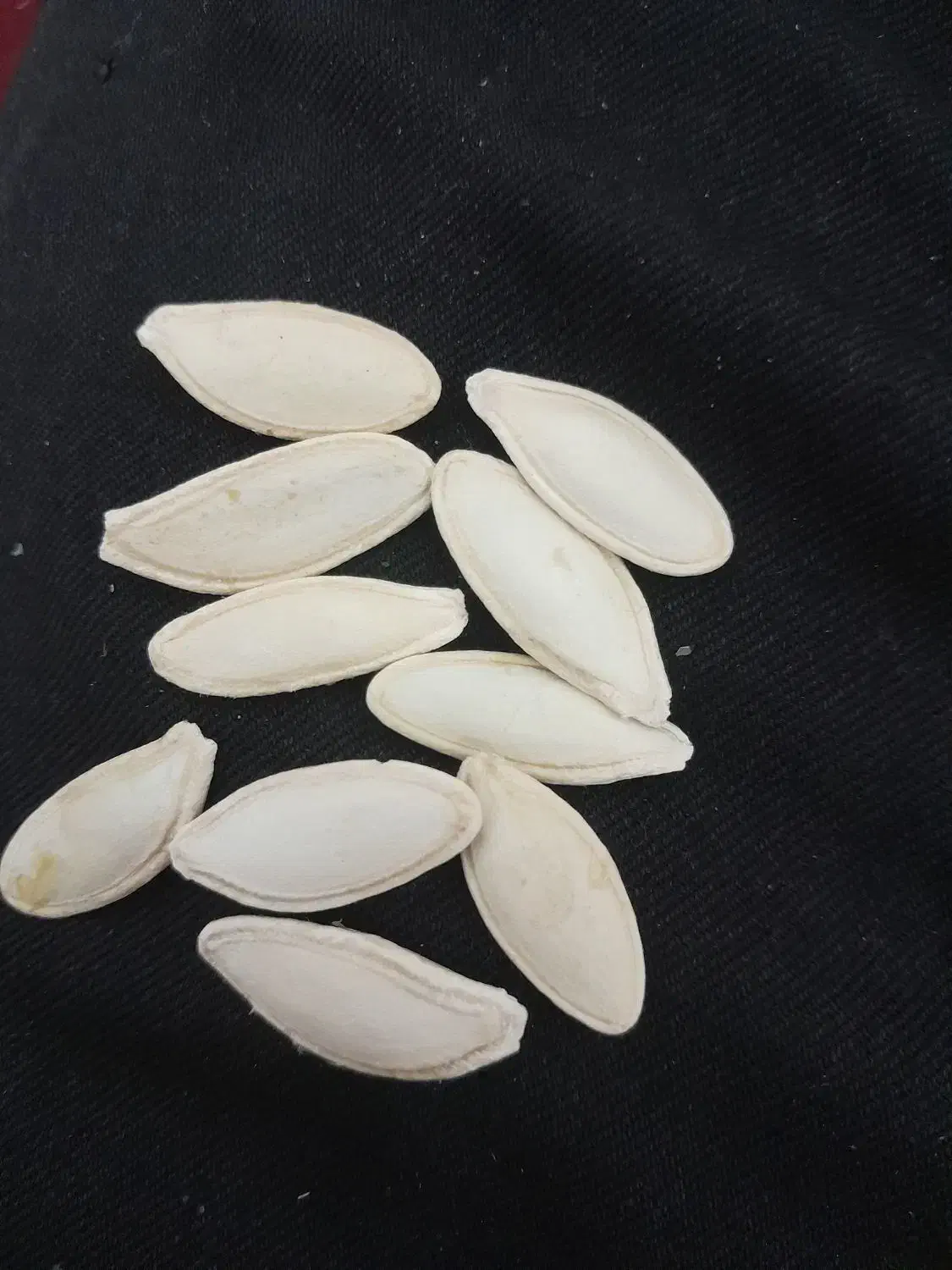 تخمه کدو|عمدهفروشی|قیدار, |دیوار