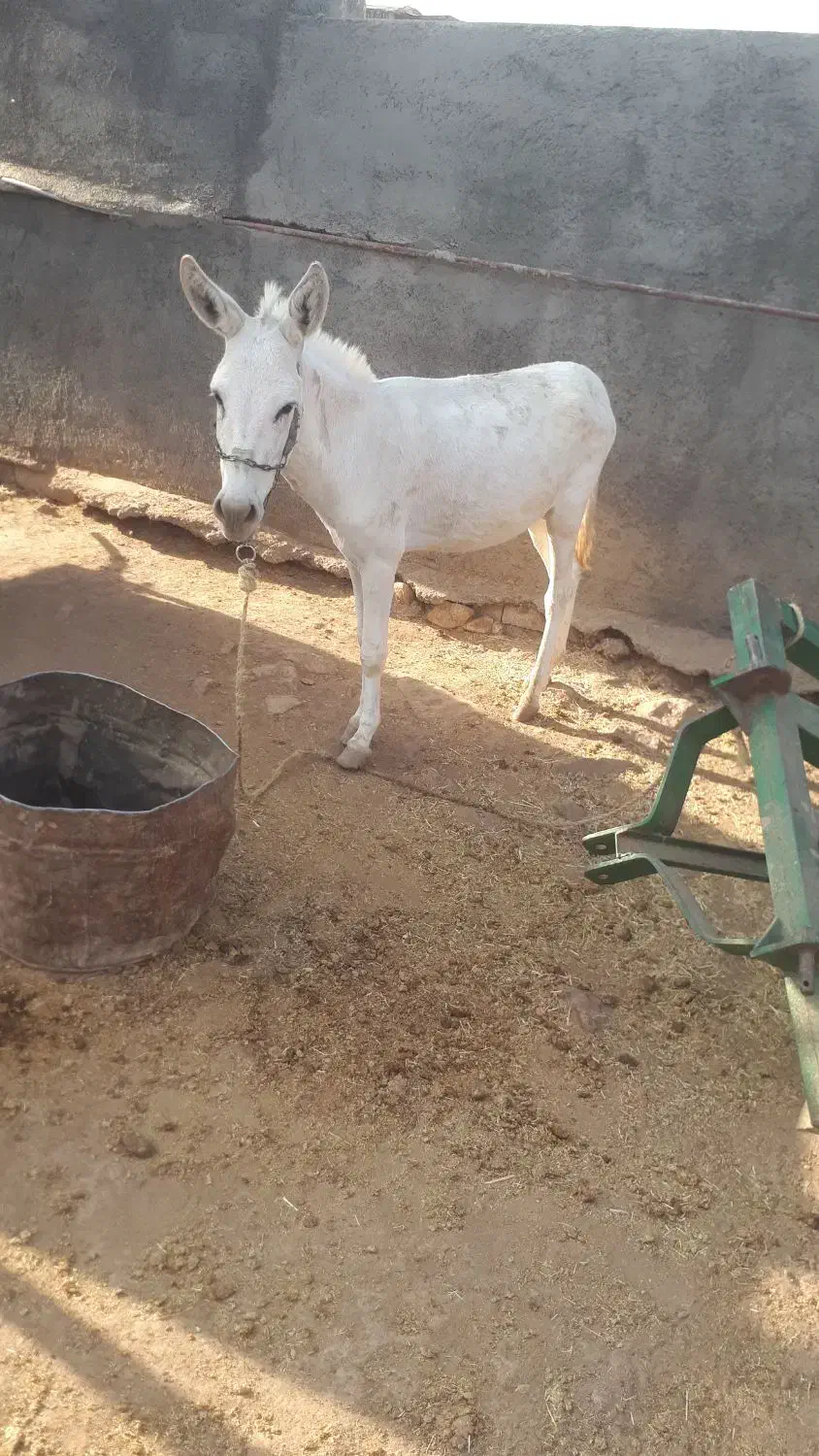 فروش یه الاغ نر گله ای سالم به شرط|حیوانات مزرعه|کوهدشت, |دیوار