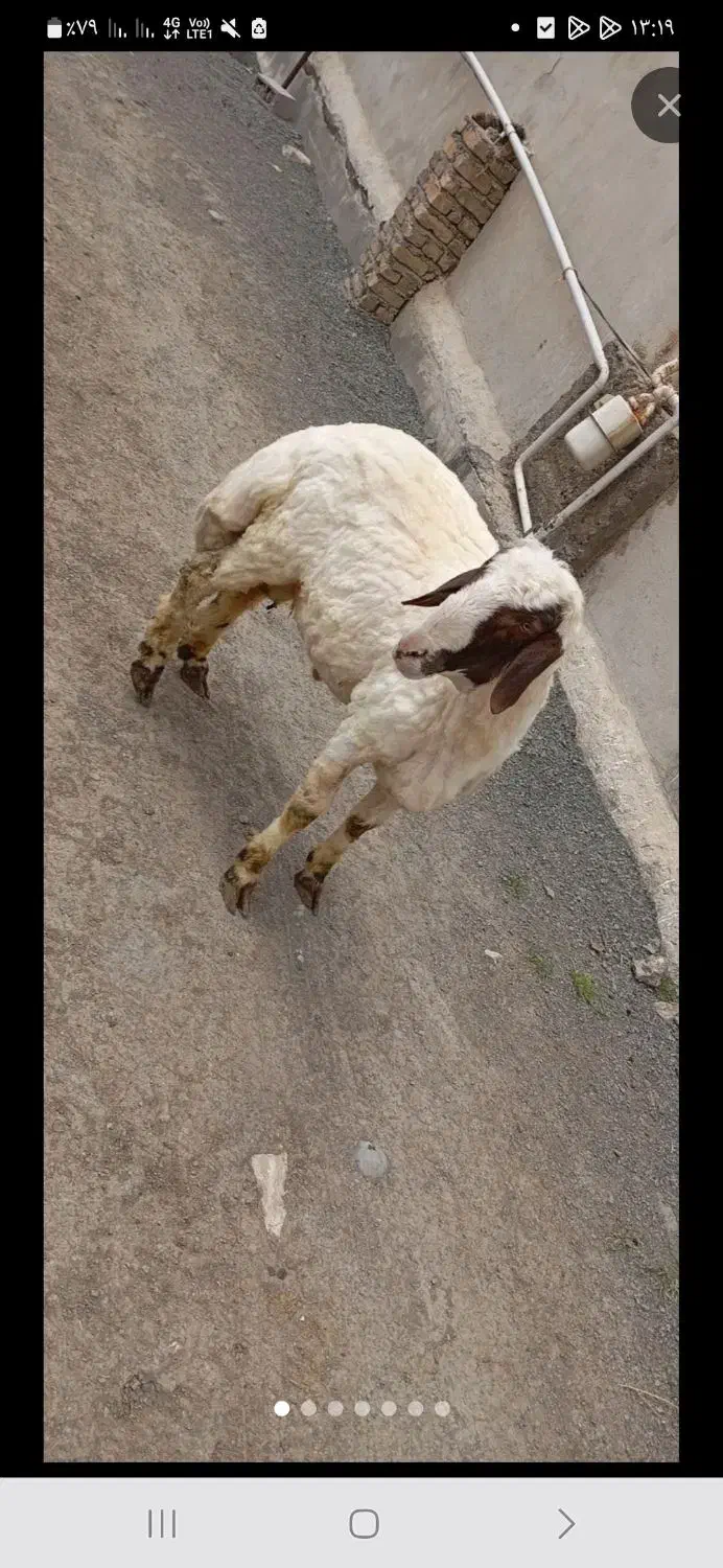 بره ماده|حیوانات مزرعه|سرپل ذهاب, |دیوار