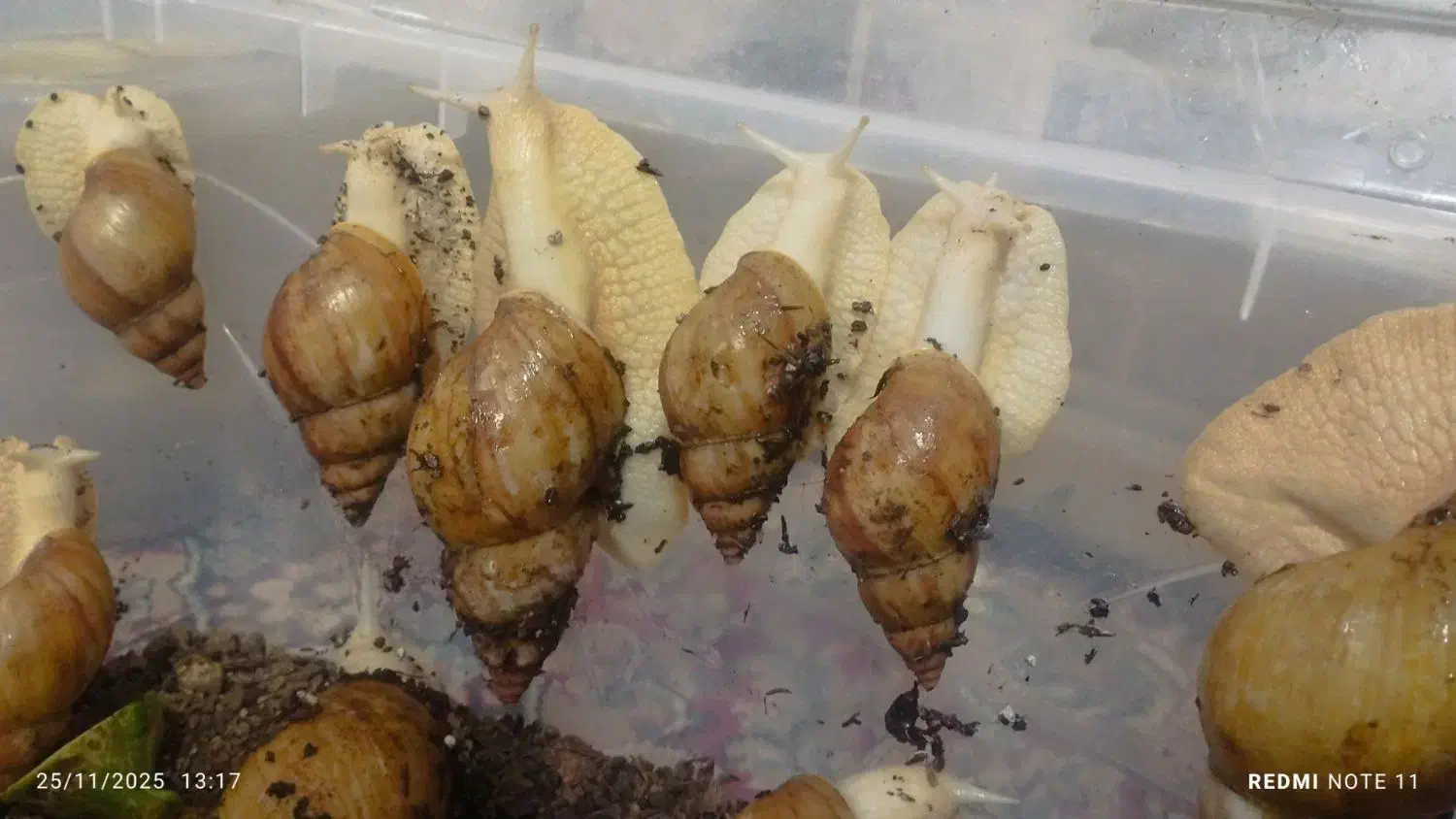 فروش تعداد محدودی حلزون از نیمه مولد تا مولد|خزنده|جیرفت, |دیوار