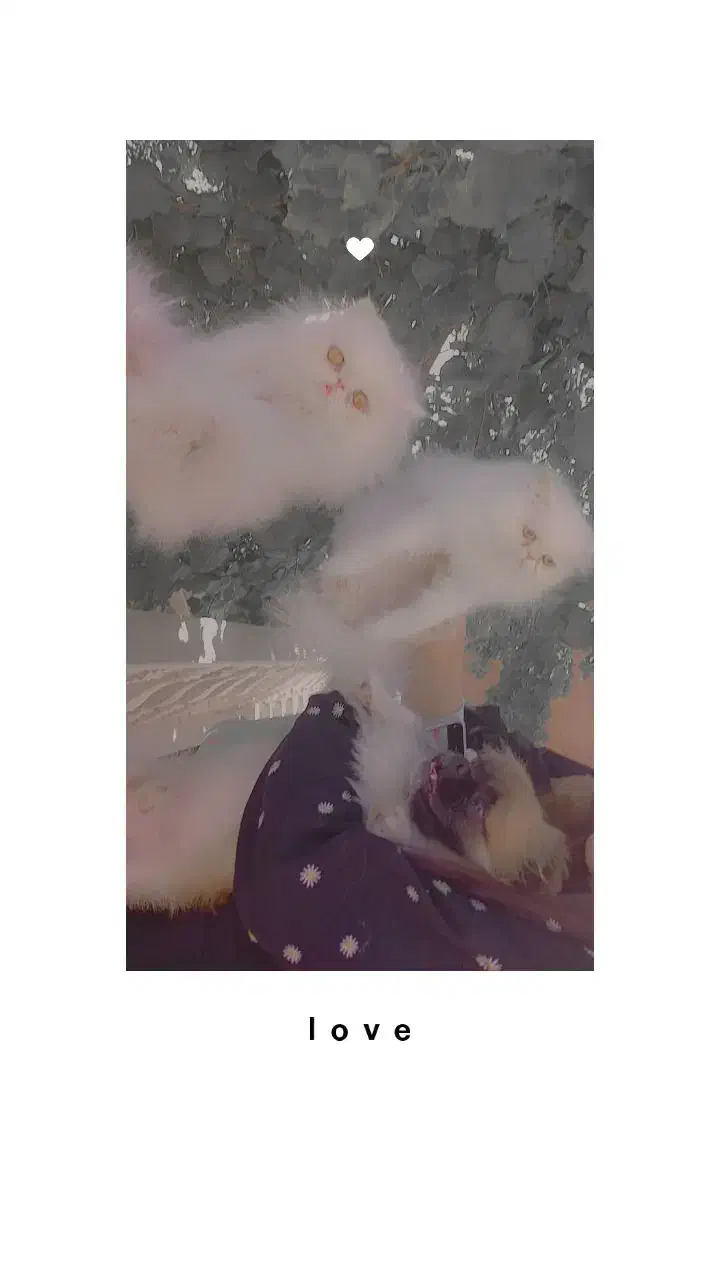 گربه پرشین ماده|گربه|کرمان, |دیوار