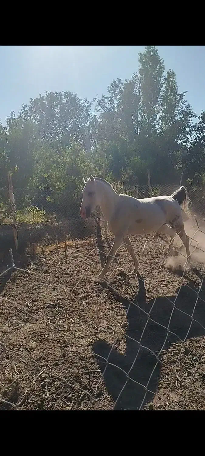 اسب نریان|اسب و تجهیزات اسبسواری|ملکان, |دیوار