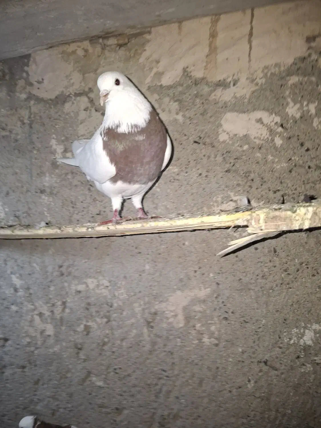 کبوتر یک جفت طوقی|پرنده|دشتابی, |دیوار