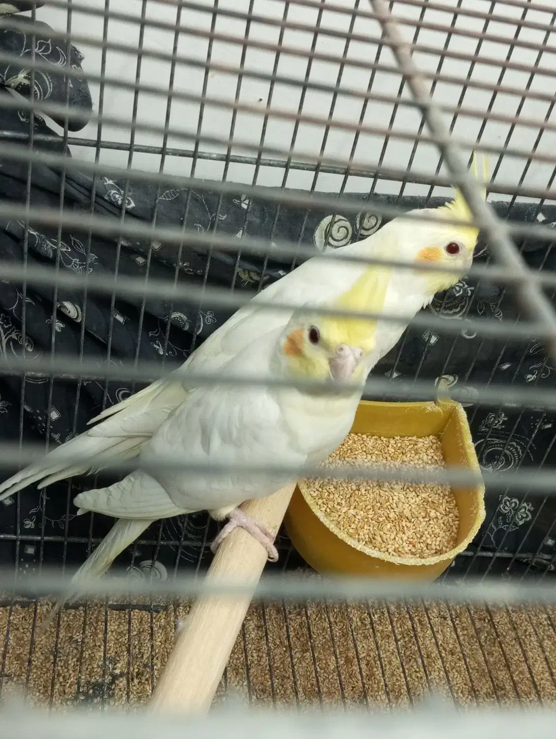 عروس هلندی به شرط سالمی میدم|پرنده|قم, سراجه (۱۵ خرداد)|دیوار