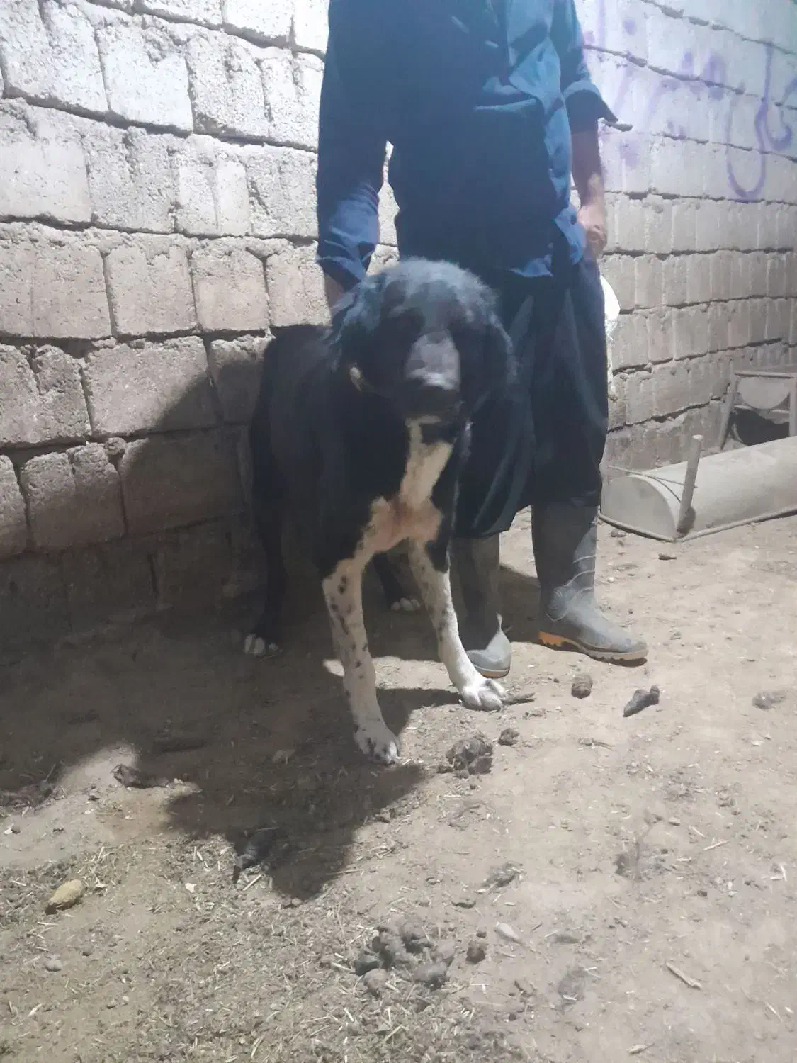 لاس قدرجونی|سگ|چادگان, |دیوار