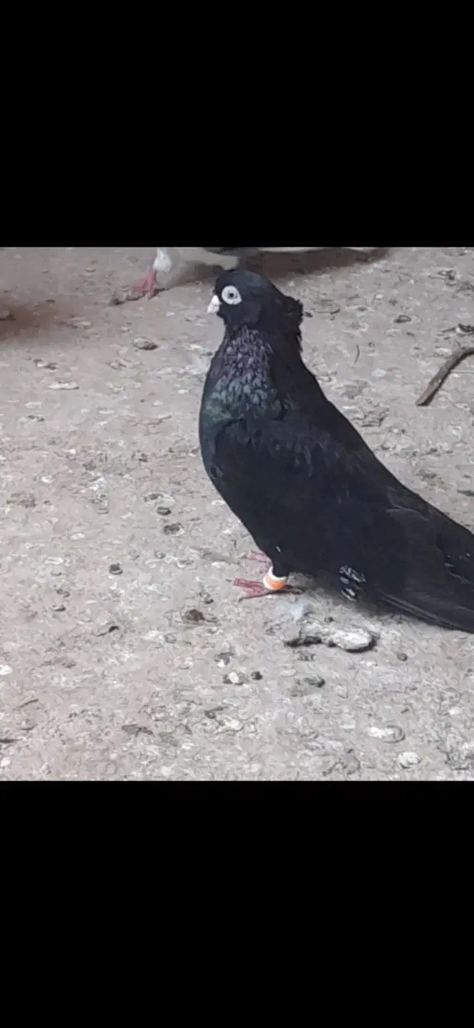 کبوتر|پرنده|میاندوآب, |دیوار