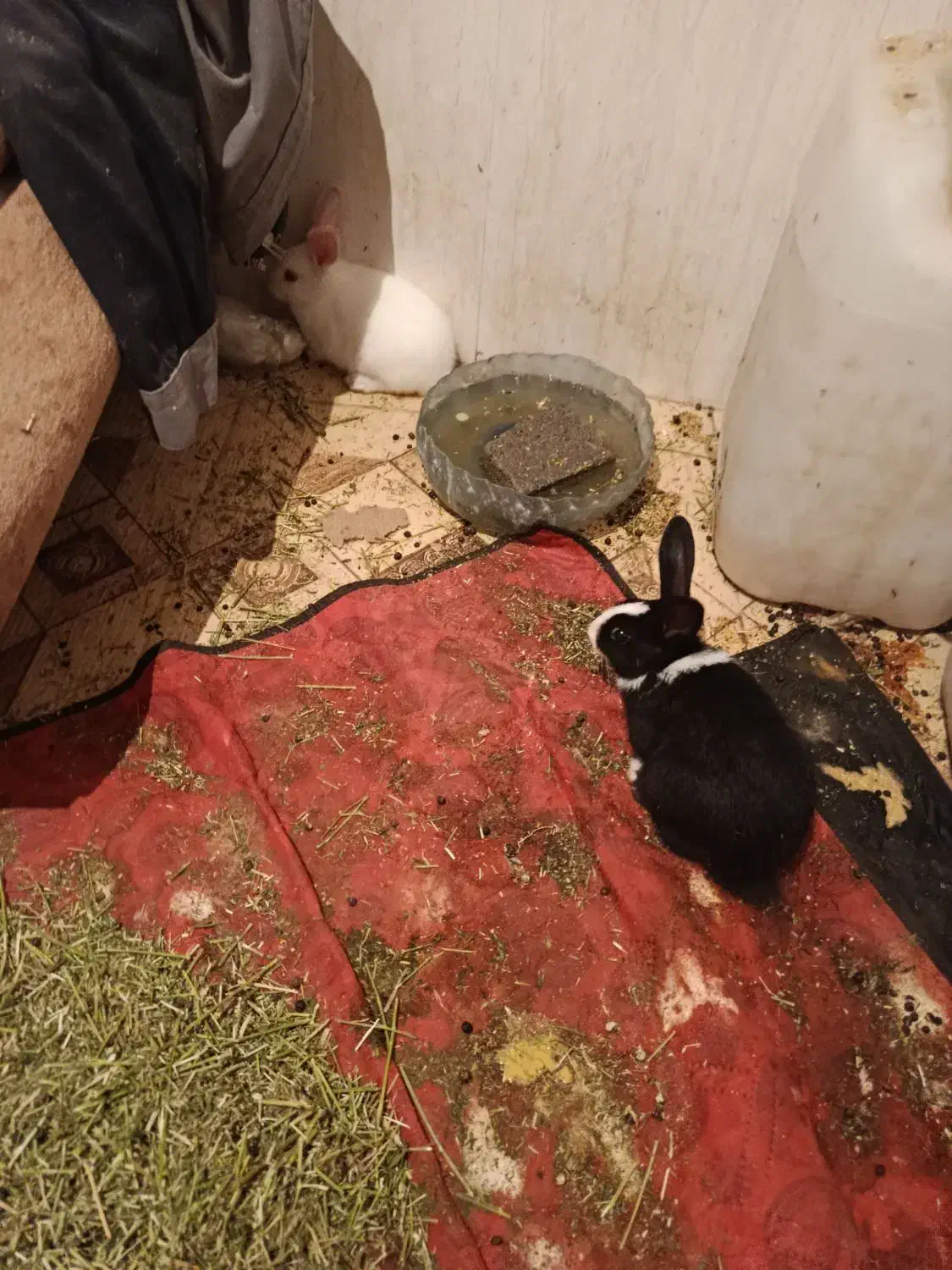 بچه خر گوش|موش و خرگوش|بندرعباس, |دیوار