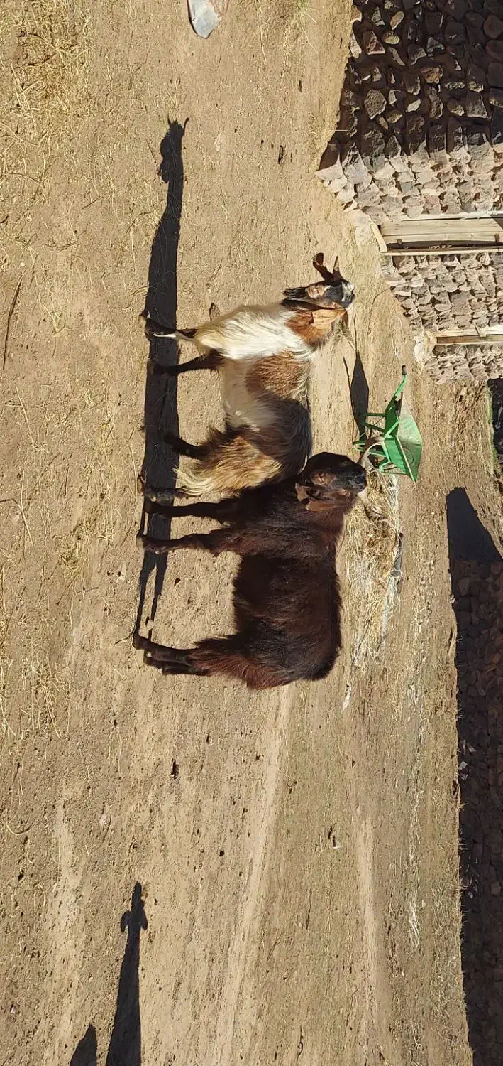 بز فروشی|حیوانات مزرعه|مشگین شهر, |دیوار