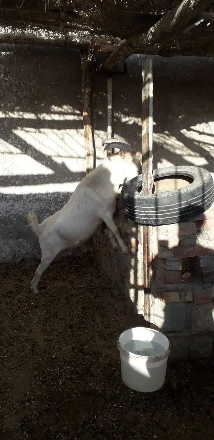 نری سانن|حیوانات مزرعه|زرند, |دیوار