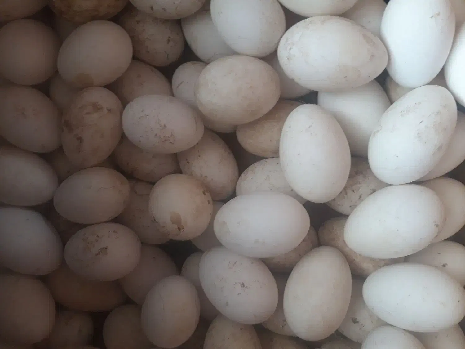 تخم غاز|حیوانات مزرعه|لاهیجان, گلستان|دیوار