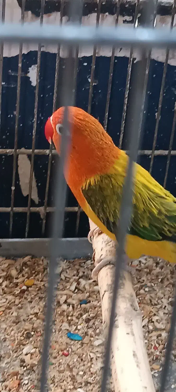 طوطی برزیلی به شرط مولد|پرنده|اهواز, نادری|دیوار