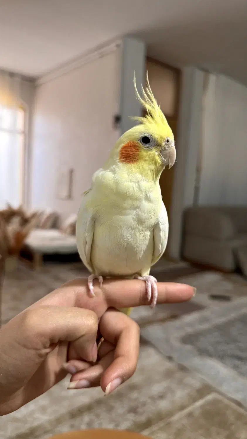 دو عدد عروس هلندی|پرنده|نجف‌آباد, امام خمینی|دیوار