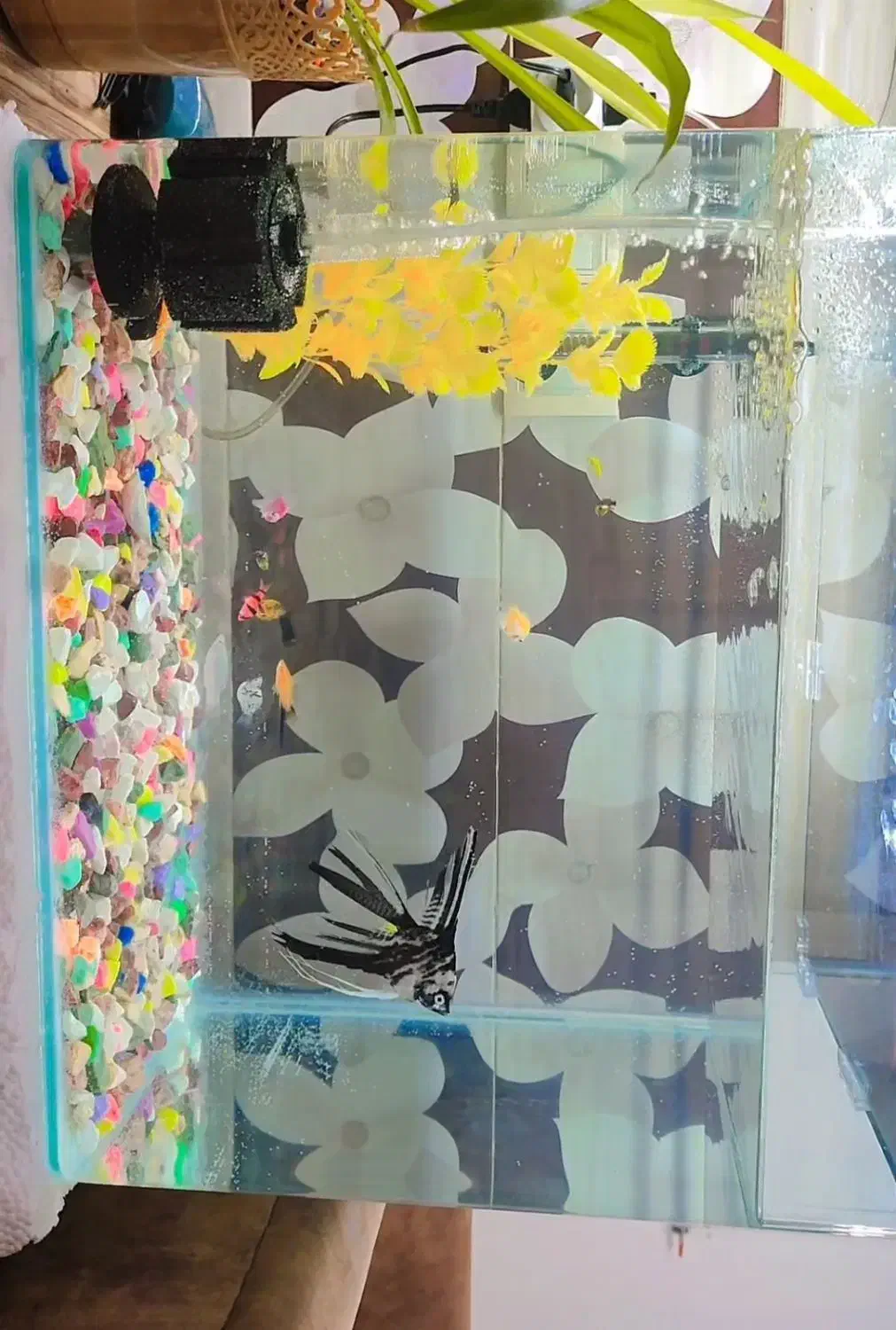 اکواریوم شرکتی|ماهی|شوش, |دیوار