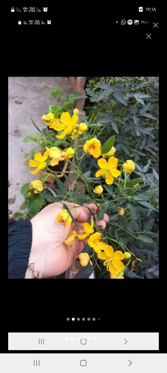 گل خورشید|گل و گیاه طبیعی|رشت, فخب|دیوار