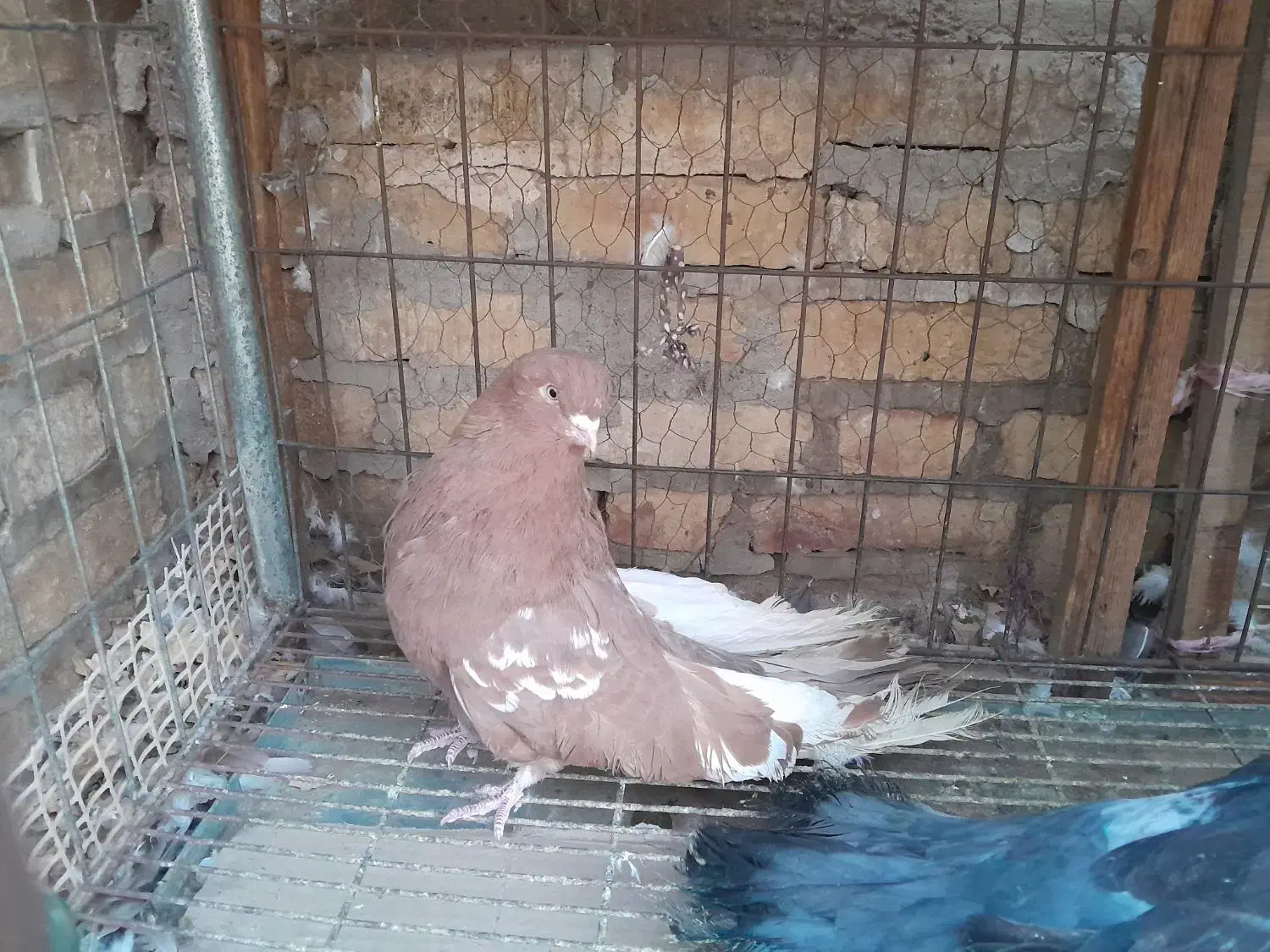 کفتر|پرنده|یزد, |دیوار