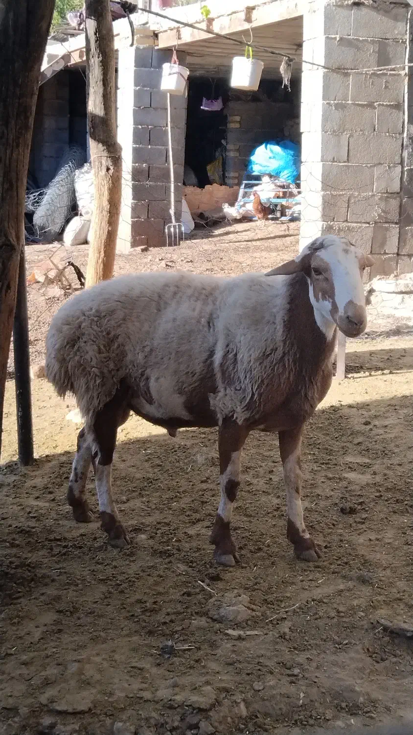 1234|حیوانات مزرعه|دینور, |دیوار