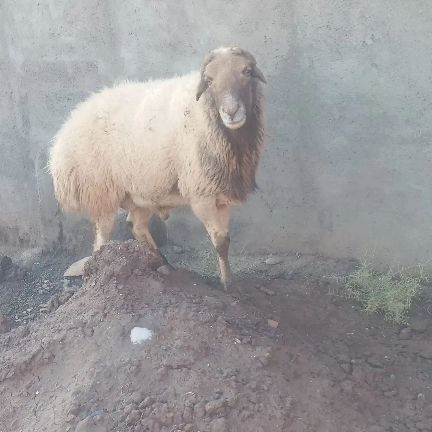 قوچ|حیوانات مزرعه|سبزوار, مدرس|دیوار