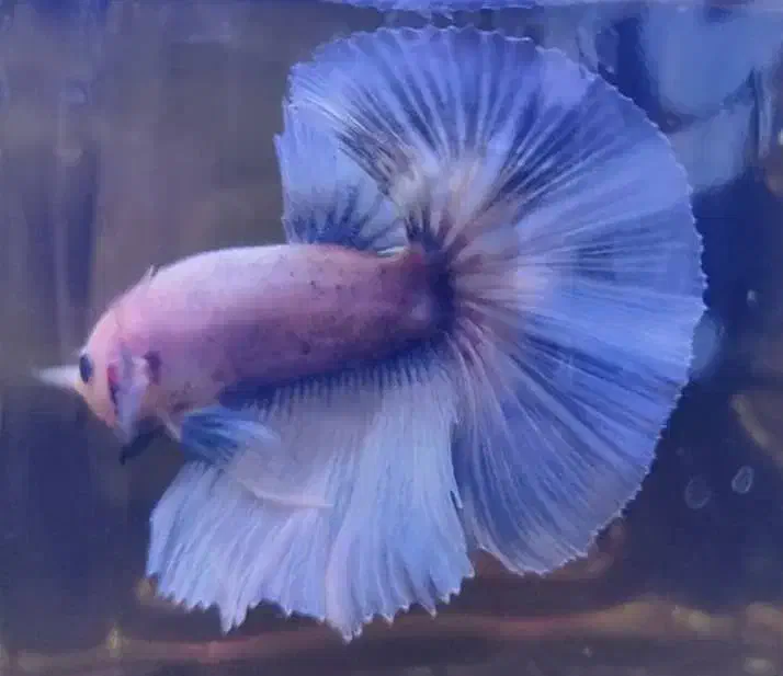 ماهی فایتر هافمون|ماهی|تهران, سهروردی|دیوار