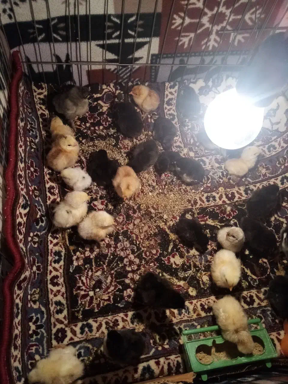 جوجه برهما گلین کوشین|حیوانات مزرعه|قم, نیروگاه|دیوار