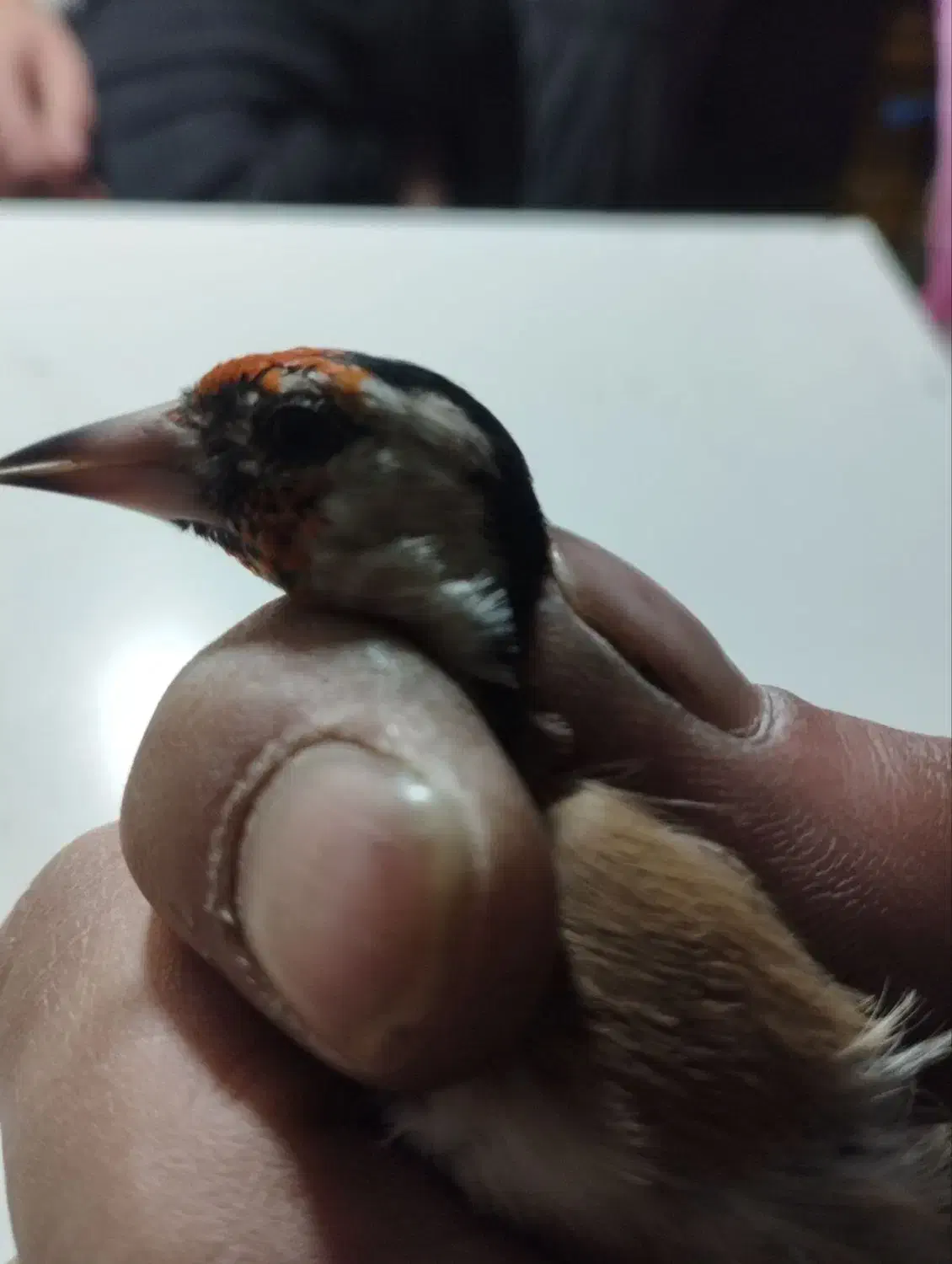 سهره های نر ونشاندار|پرنده|تبریز, |دیوار