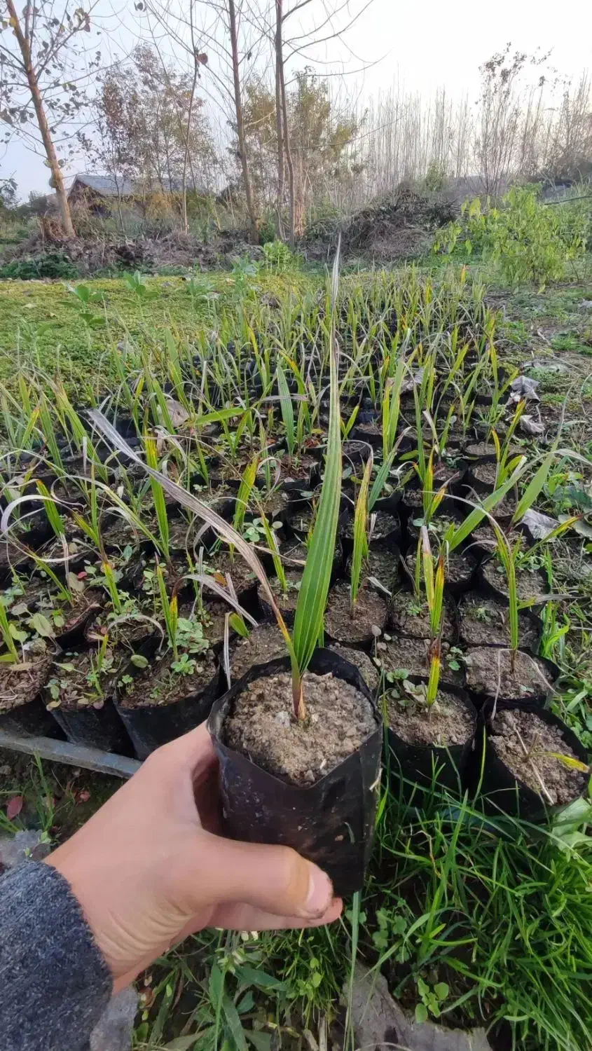 پالم واشنگتن|گل و گیاه طبیعی|رودسر, |دیوار