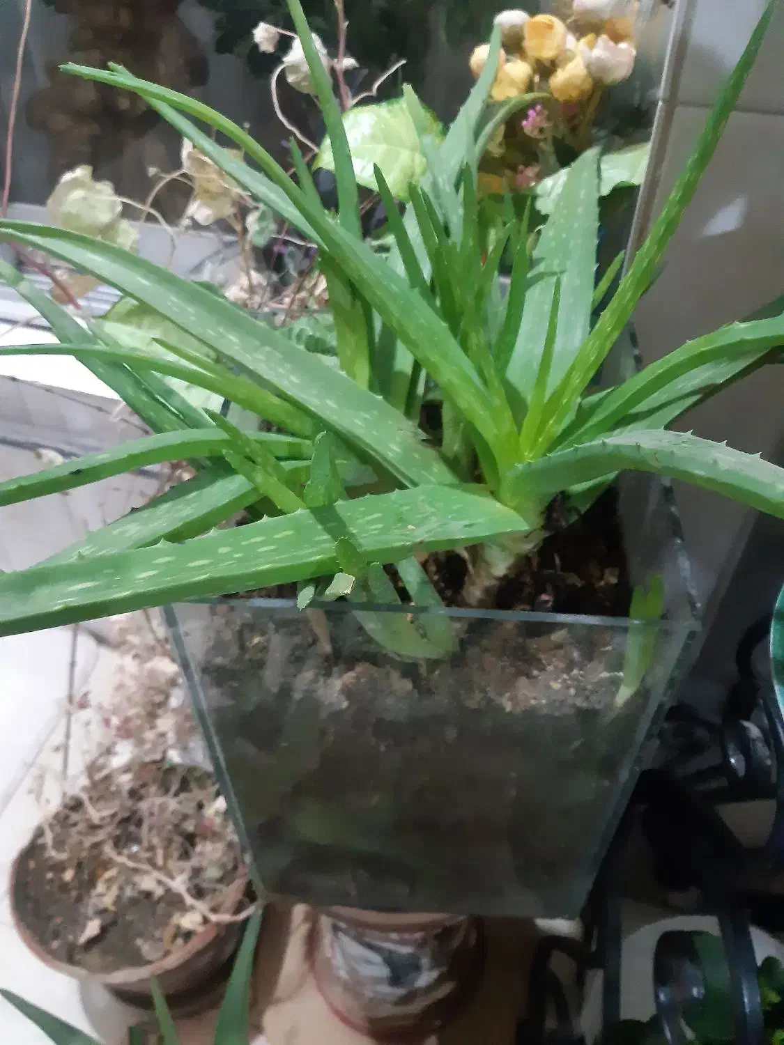 حراج|حراج|ارومیه, |دیوار