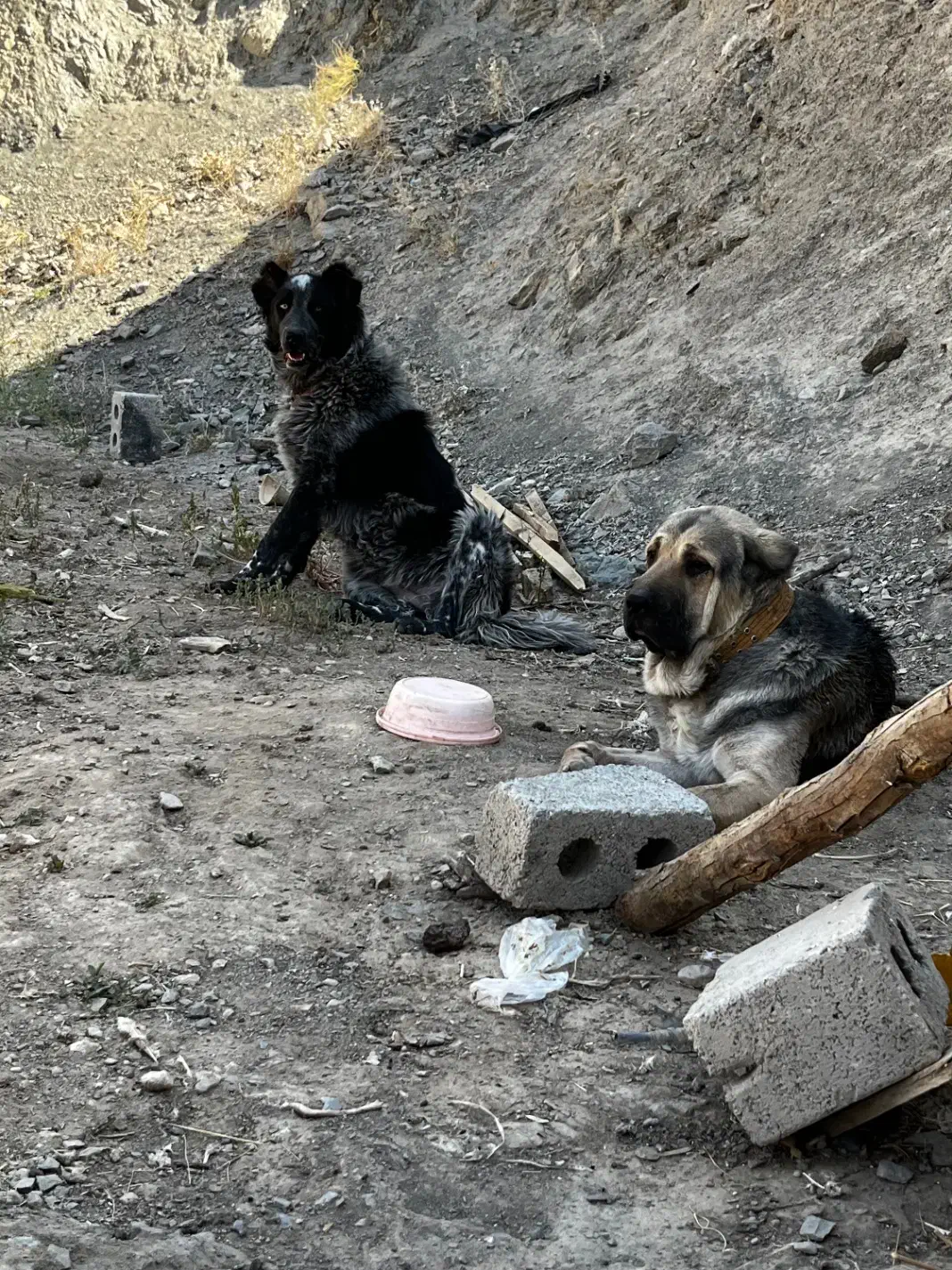 نر و لاس|سگ|چادگان, |دیوار