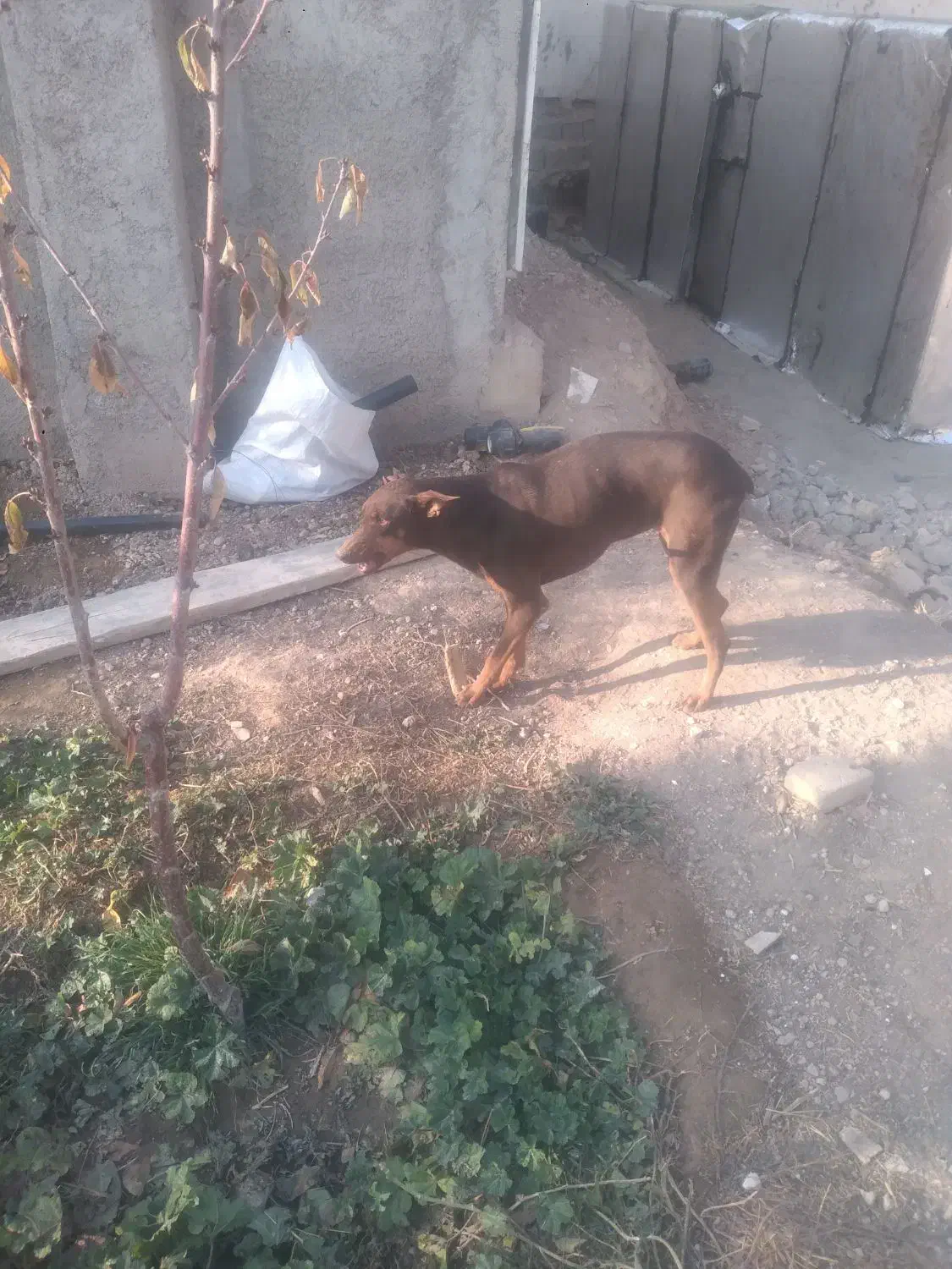 سگ ماده افغان و دوبرمن اصل|سگ|هشتگرد, فاز ۳ مهستان|دیوار