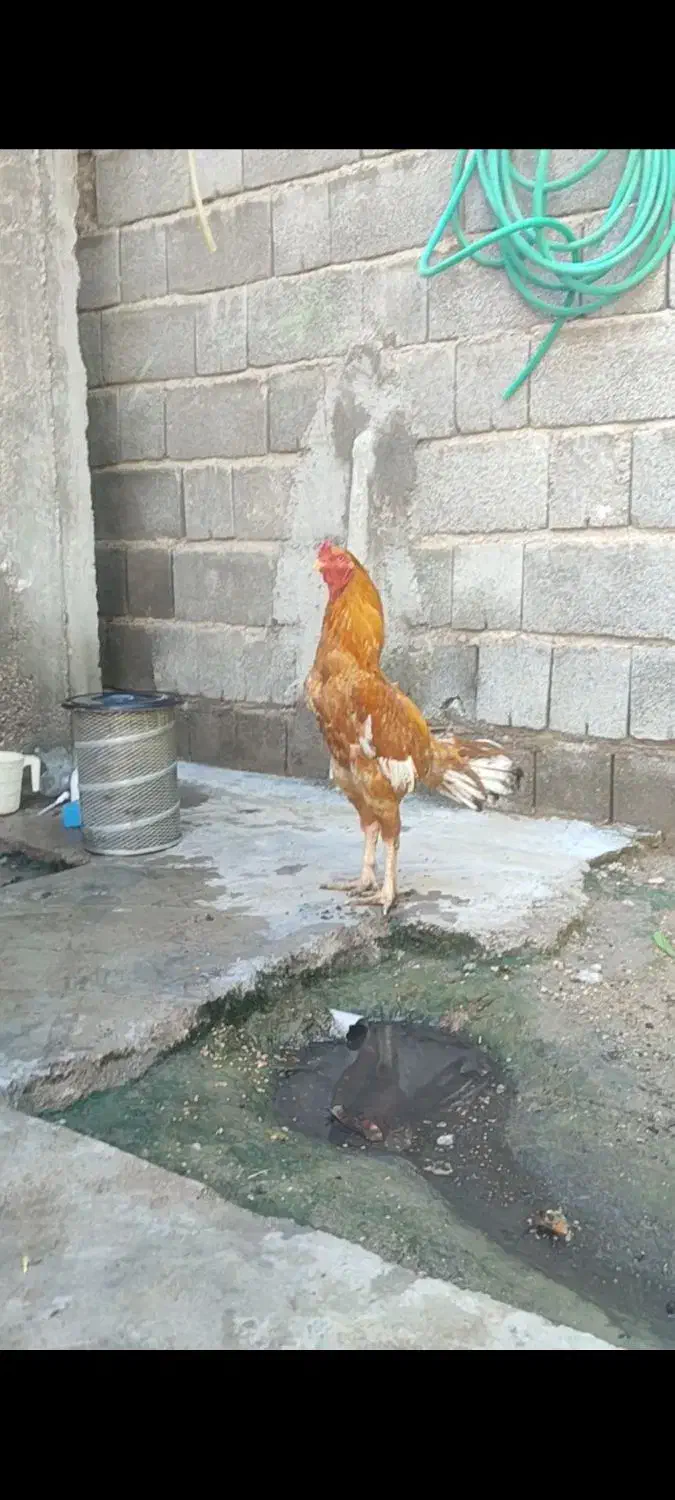 45000|حیوانات مزرعه|کهنوج, |دیوار