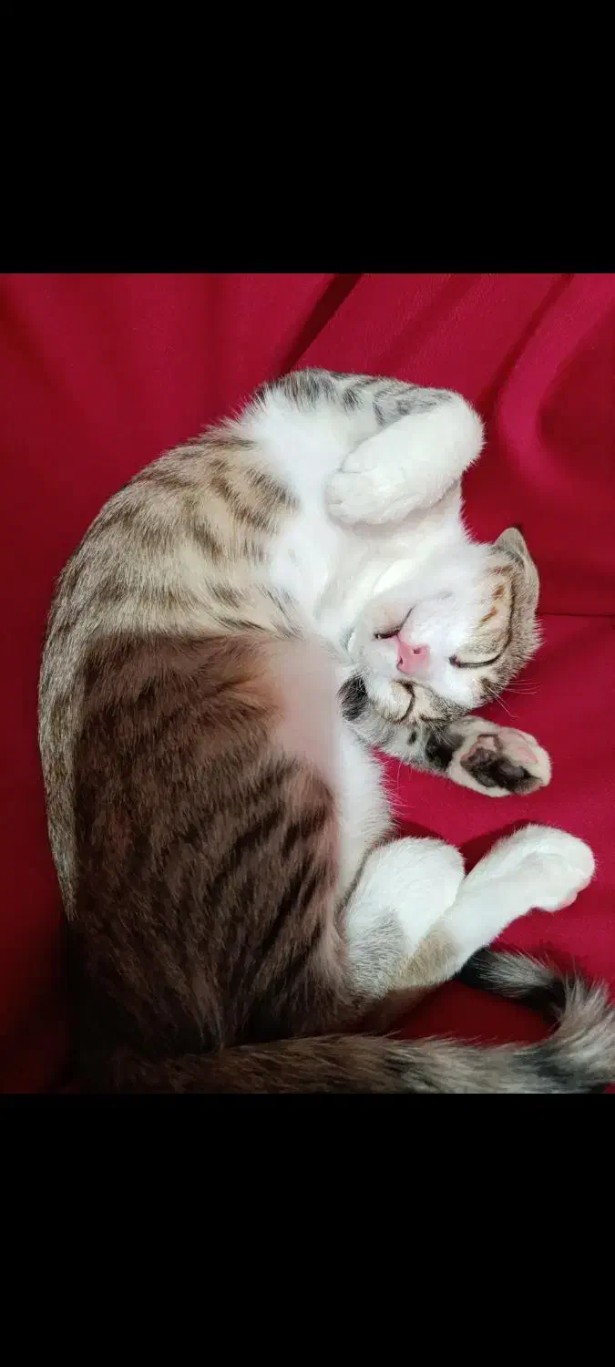 گمشده|گربه|نقده, |دیوار