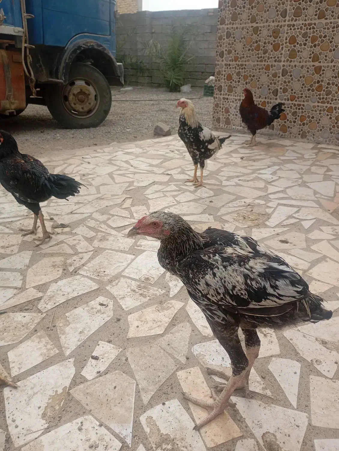 چندتا خروس افغان ولاری ومحلی|حیوانات مزرعه|کهنوج, |دیوار