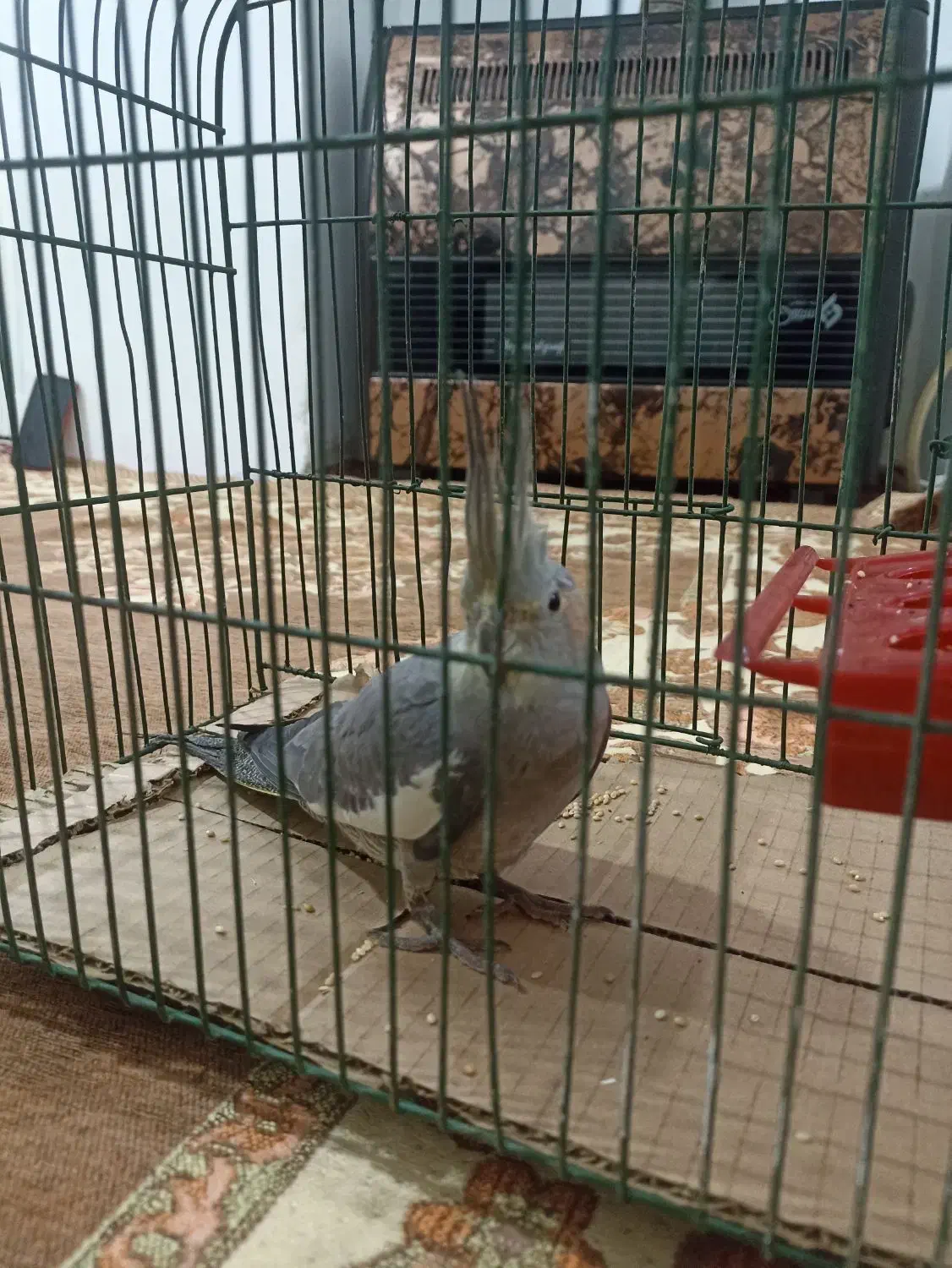 عروس هلندی|پرنده|پاکدشت, پاکدشت (مامازند)|دیوار