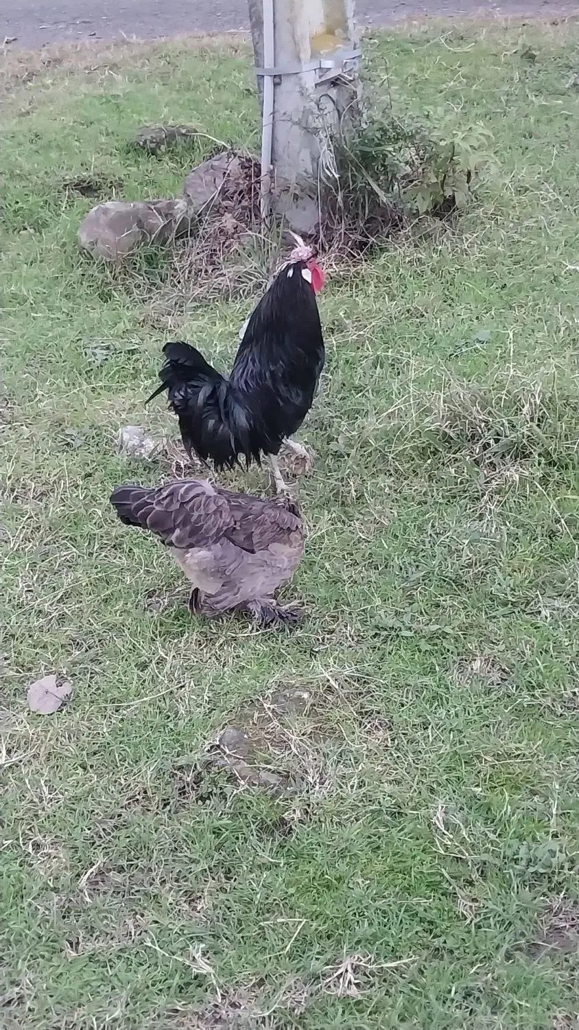 مرغ سلطان و خروس لهستانی|حیوانات مزرعه|پره‌سر, |دیوار