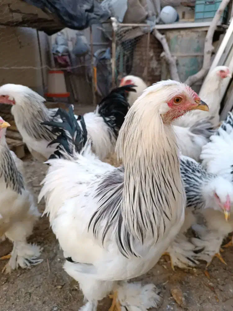 مرغ و خروس|حیوانات مزرعه|ابریشم, |دیوار