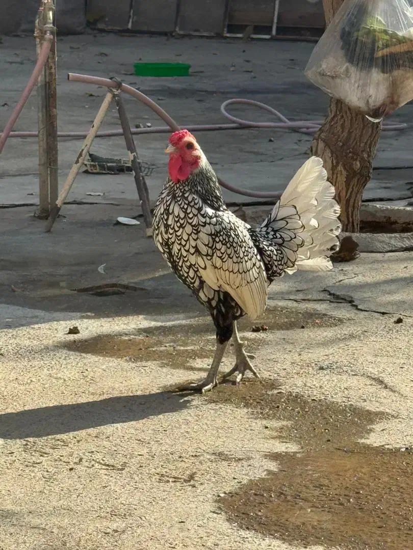 مرغ و خروس سبرایت|حیوانات مزرعه|بوکان, |دیوار