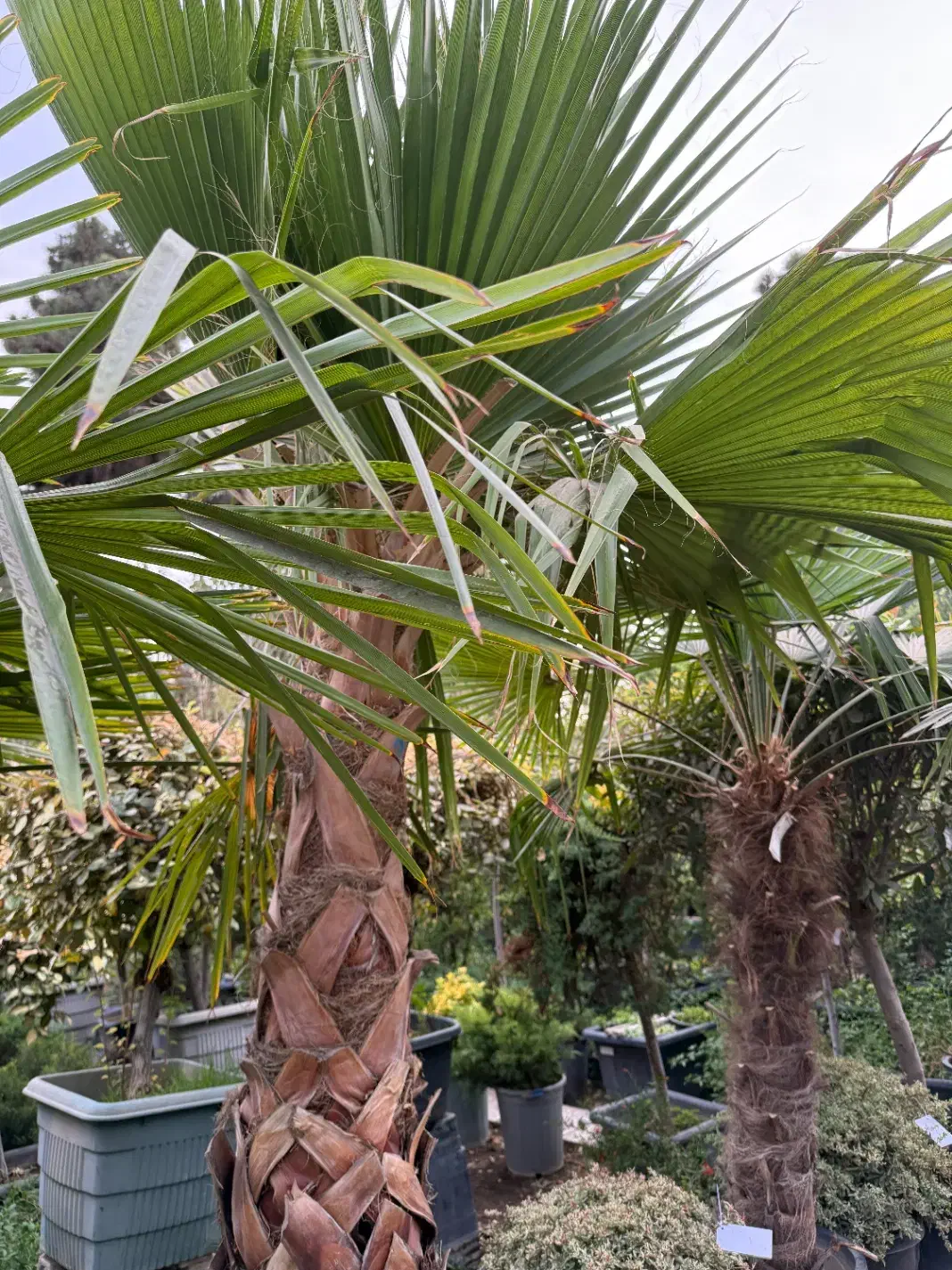 فروش گیاهان گلخانه سار|خدمات باغبانی و درختکاری|تهران, سهروردی|دیوار