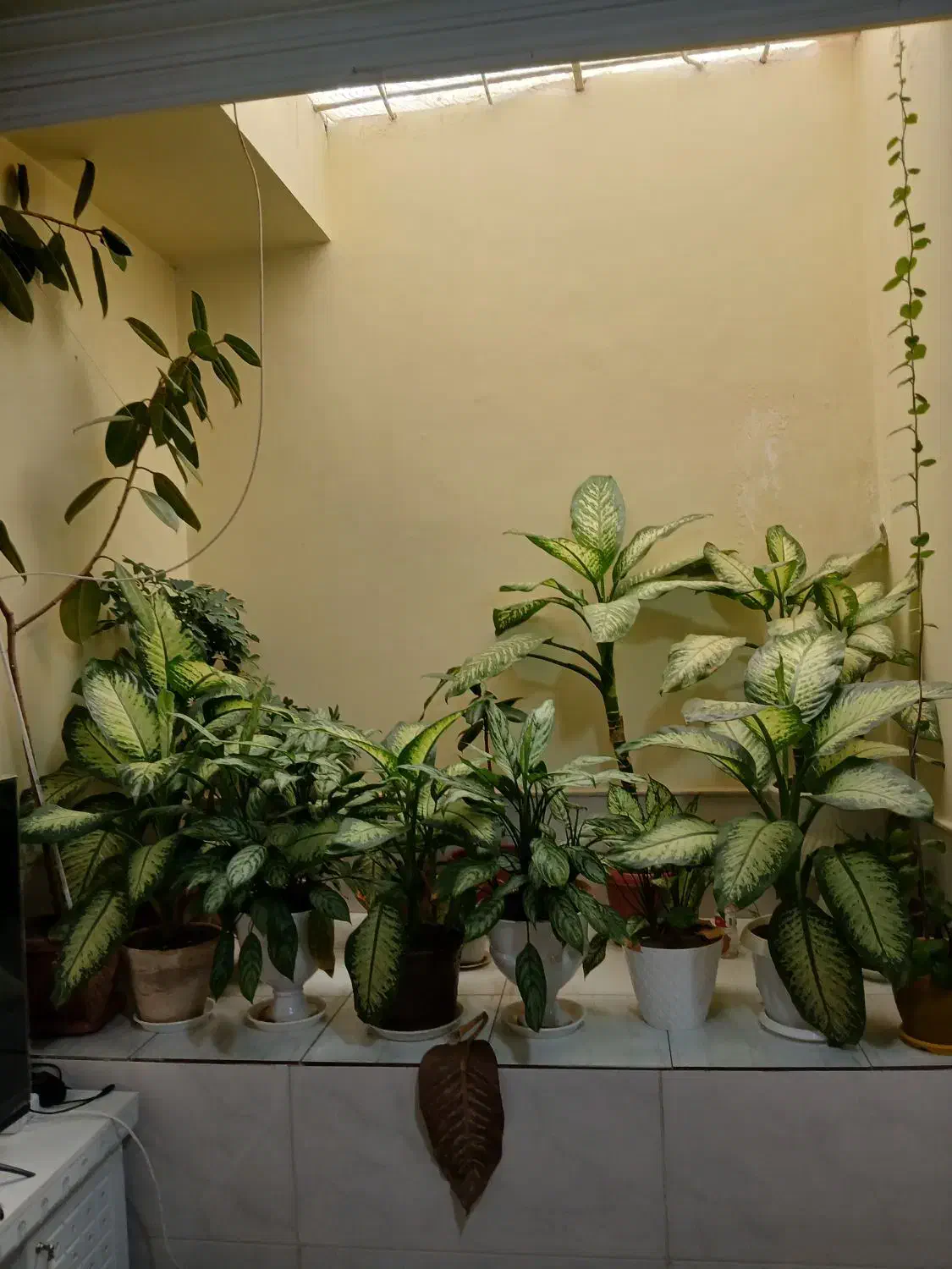 تعدادی گل|گل و گیاه طبیعی|نیشابور, مازول|دیوار