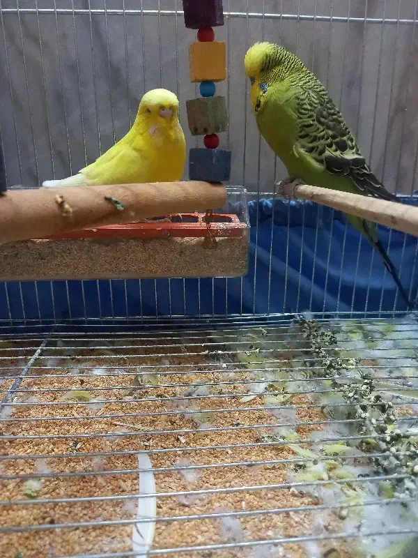 مرغ عشق گرید A هلندی|پرنده|اصفهان, سرشبادران|دیوار