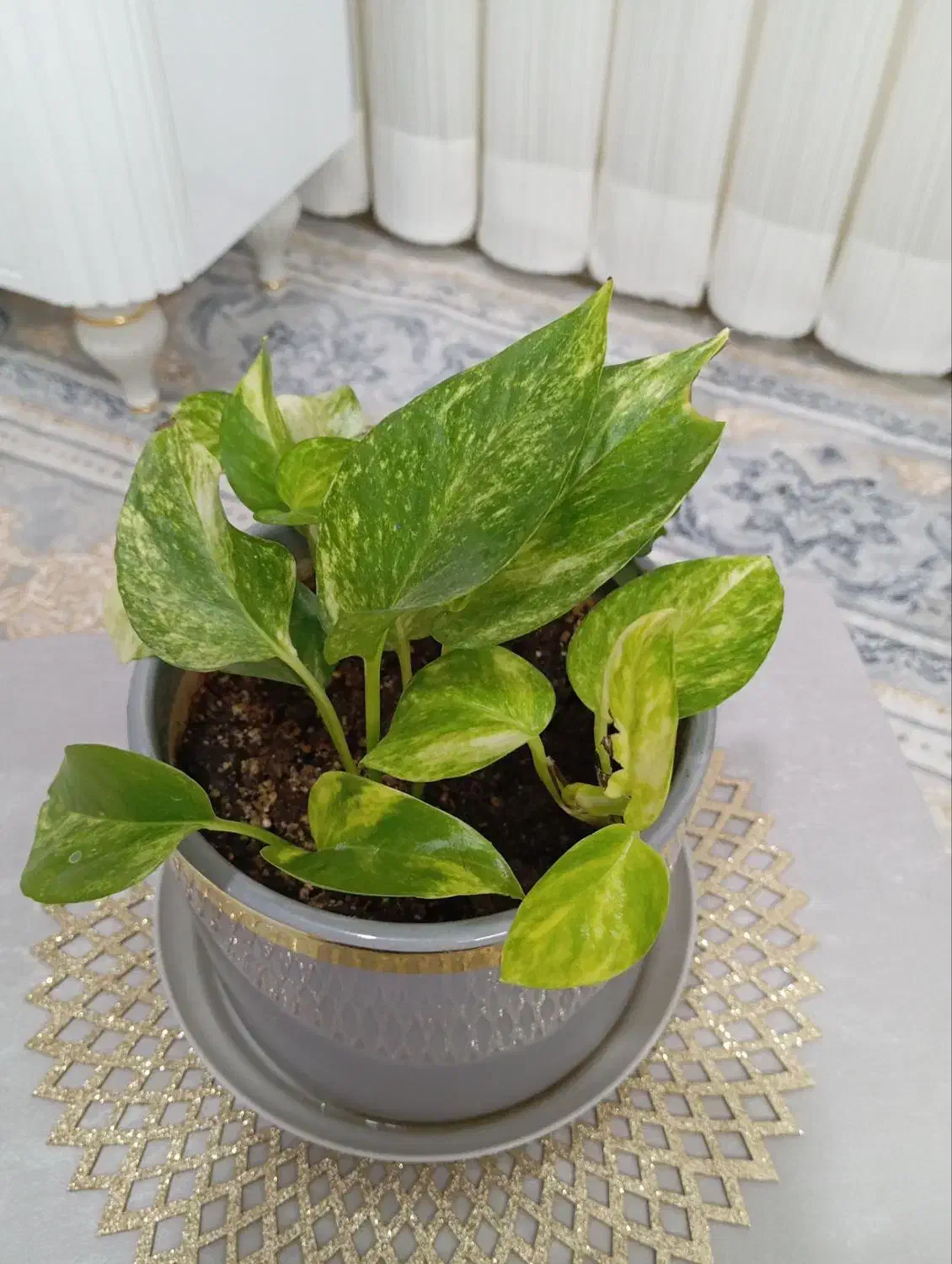 گل پتوس ابلق با گلدان سفالی|گل و گیاه طبیعی|تربت‌حیدریه, کلاته توکلی|دیوار