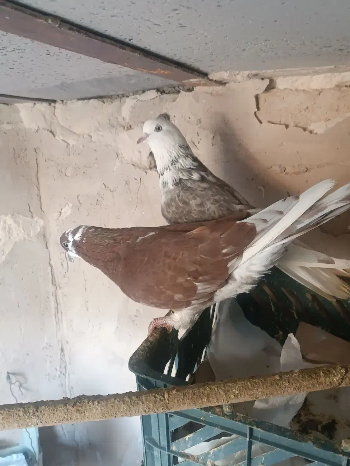 کبوتر|پرنده|قرچک, قشلاق جیتو|دیوار