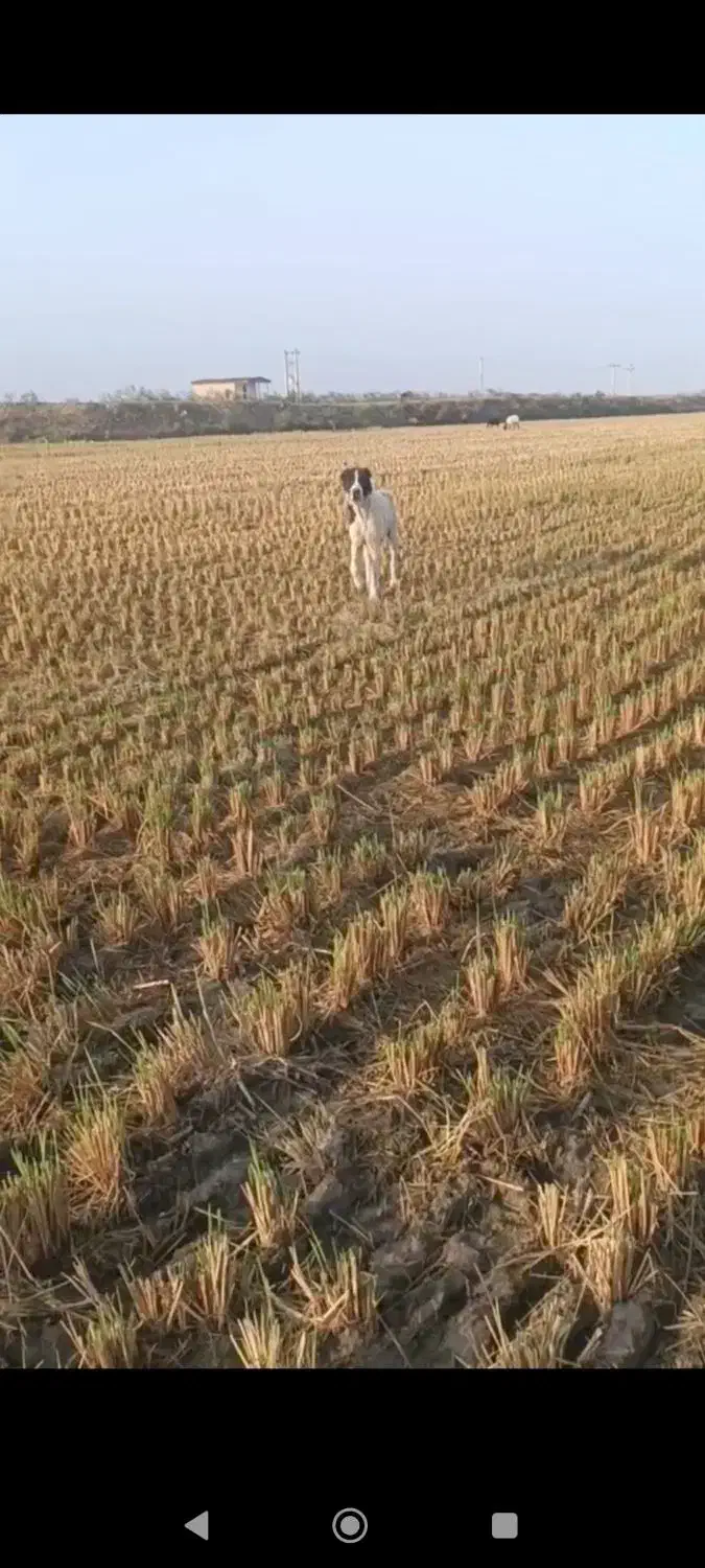 سگ آلابای|سگ|بندر ترکمن, |دیوار