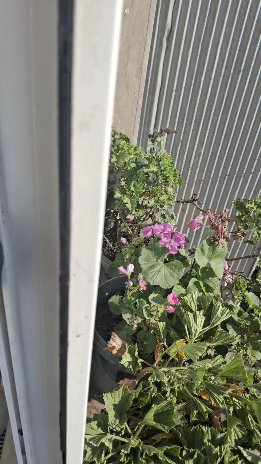 گل و گیاه|گل و گیاه طبیعی|آستارا, |دیوار