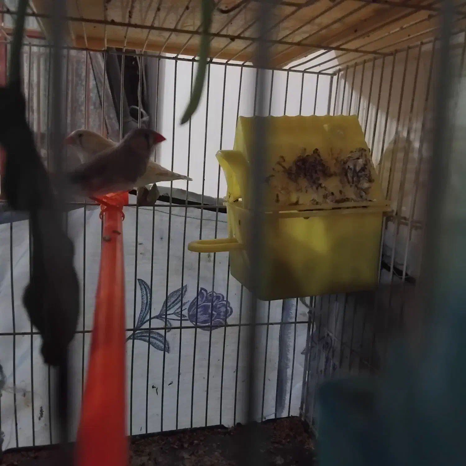 فنچ قناری سهره|پرنده|شیروان (خراسان), |دیوار