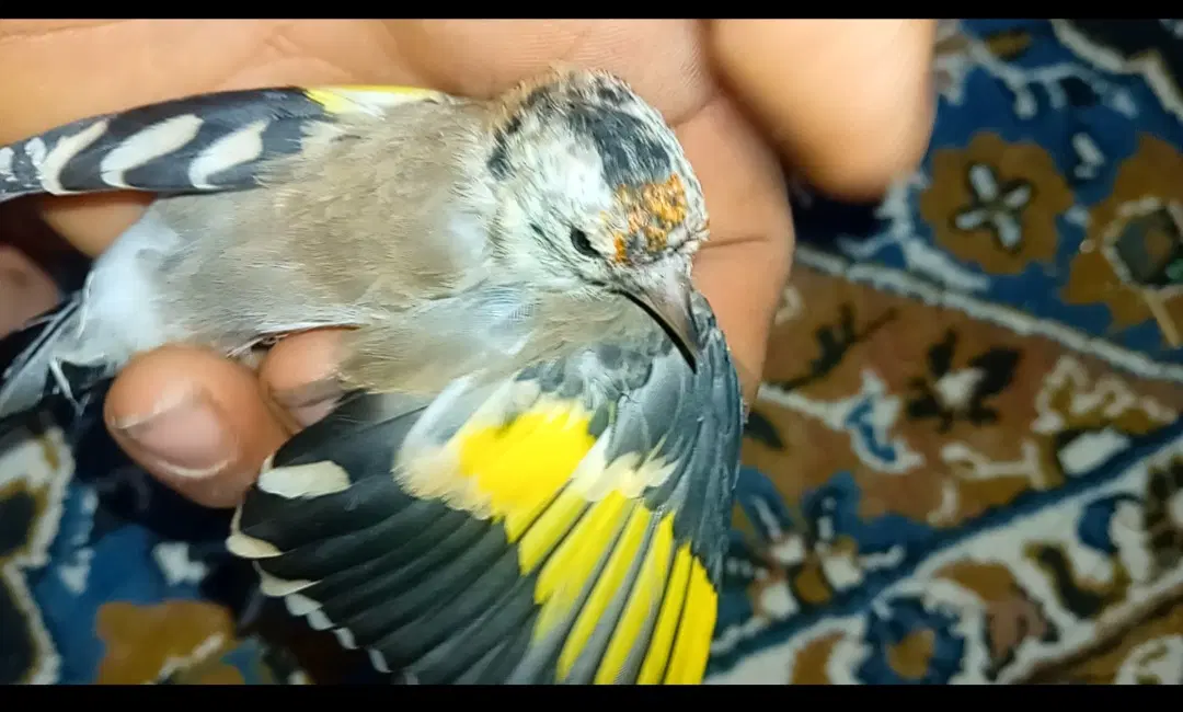 سهر|پرنده|خلخال, |دیوار