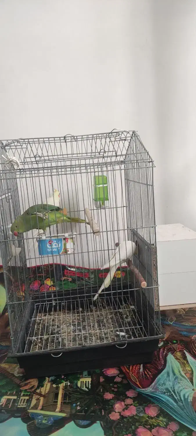 طوطی ملنگووعروس هلندی خوشگل|پرنده|جیرفت, |دیوار