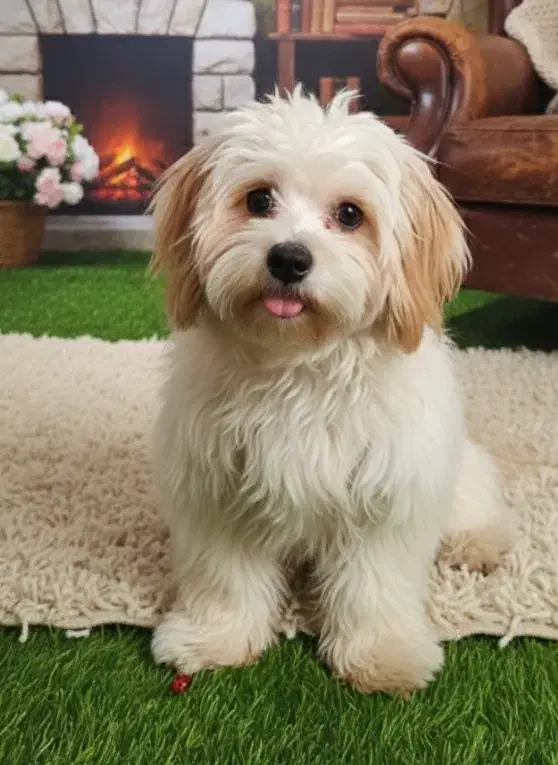 سگ خانگی عروسکی نژاد اصیل آموزش دیده|سگ|قم, امامزاده ابراهیم|دیوار